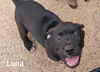 Luna - Louisiana Litter