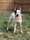 Parker - Louisiana Litter