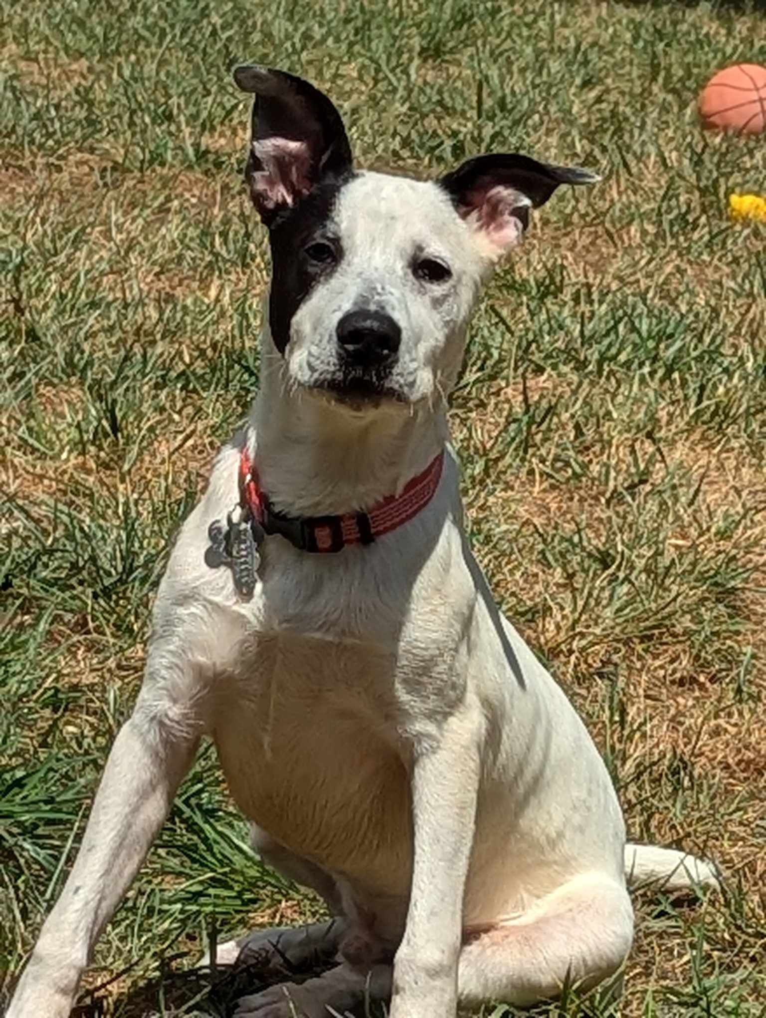 adoptable Dog in Holly Springs, NC named Parker - Louisiana Litter