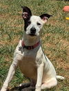 adoptable Dog in Holly Springs, NC named Parker - Louisiana Litter