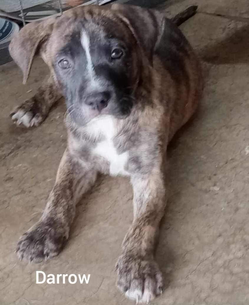 adoptable Dog in Holly Springs, NC named Darrow - Louisiana Litter