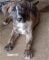 adoptable Dog in , NC named Darrow - Louisiana Litter