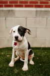 Ladybug - Louisiana Litter