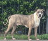 Jimmy - Louisiana Litter