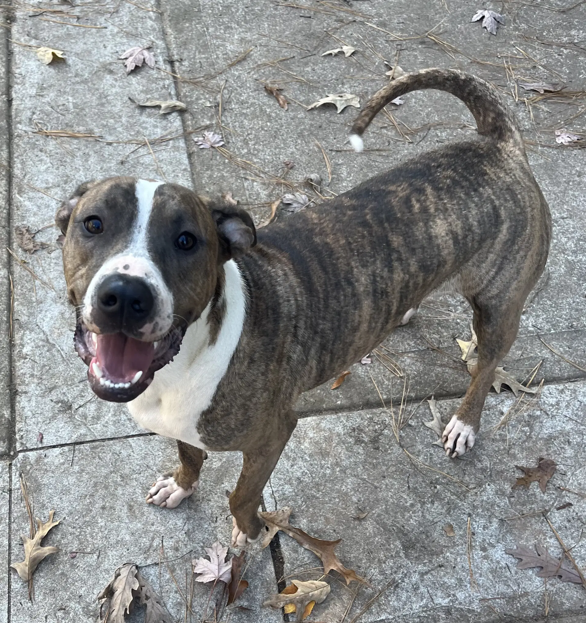Jimmy - Louisiana Litter - Terrier