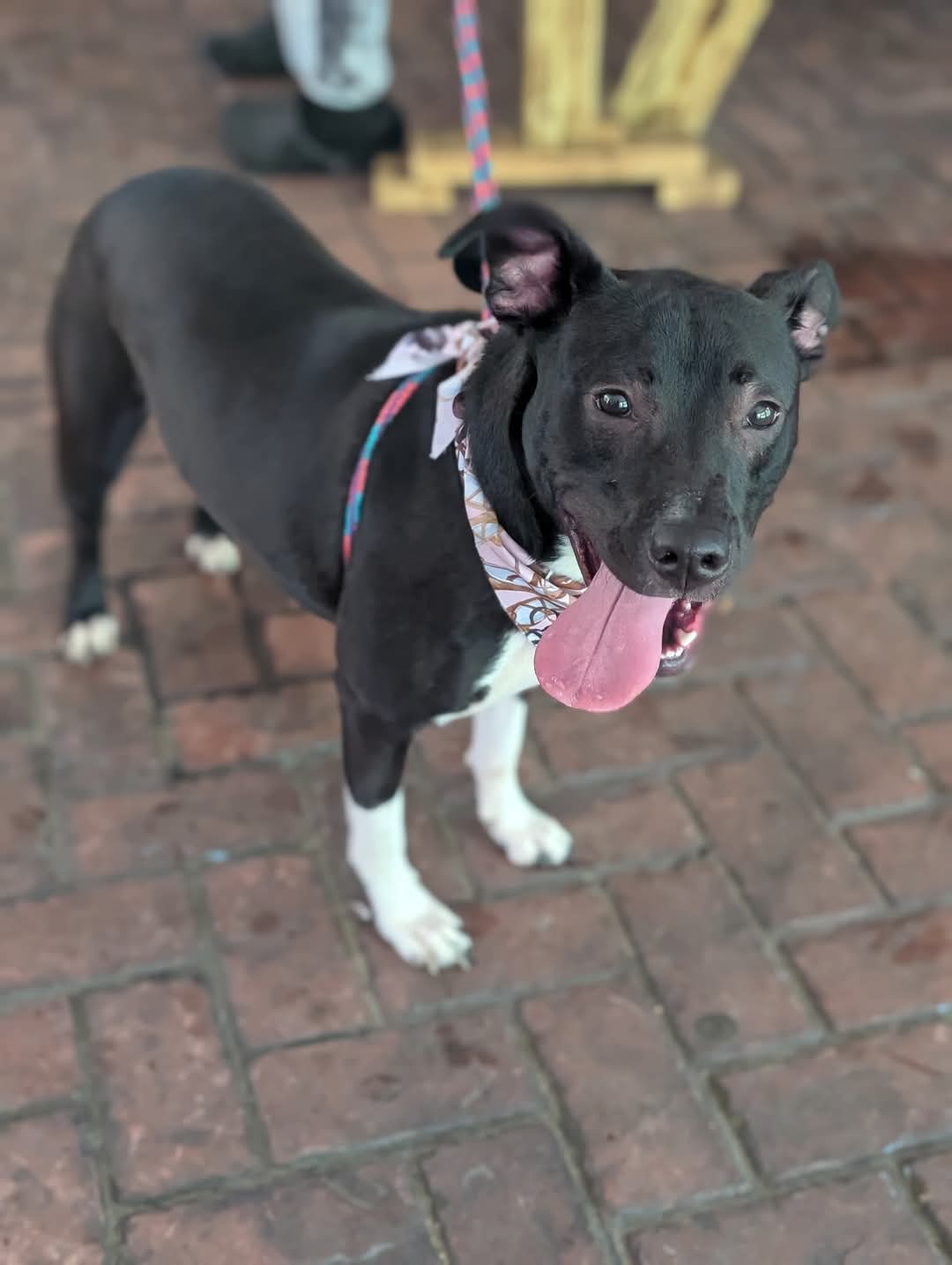 adoptable Dog in Holly Springs, NC named Neriah - Louisiana Litter