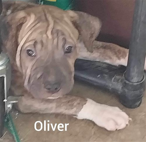 Oliver - Louisiana Litter