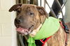 adoptable Dog in Holly Springs, NC named Oliver - Louisiana Litter