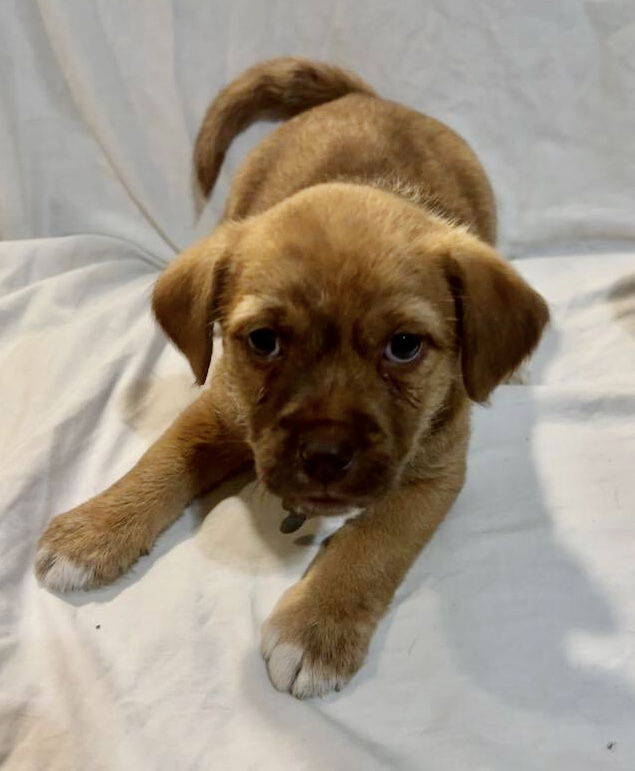 Dog for Adoption - Hazel, a Labrador Retriever in Elon, NC | Alpha Paw