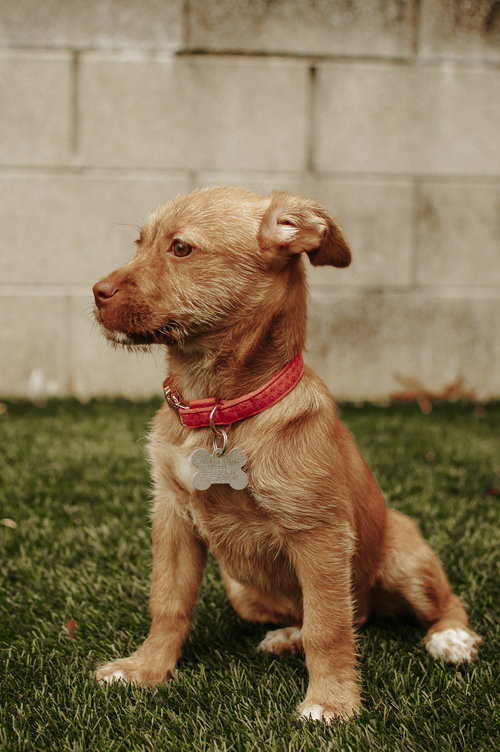 Hazel