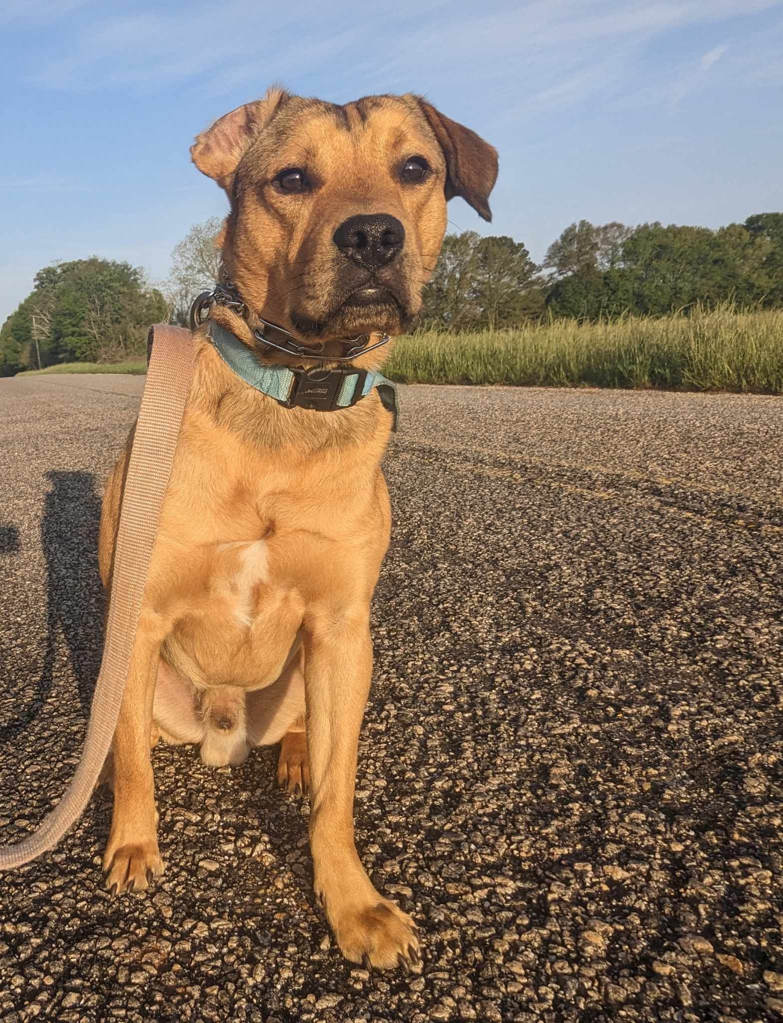 adoptable Dog in Holly Springs, NC named Fred (Courtesy)