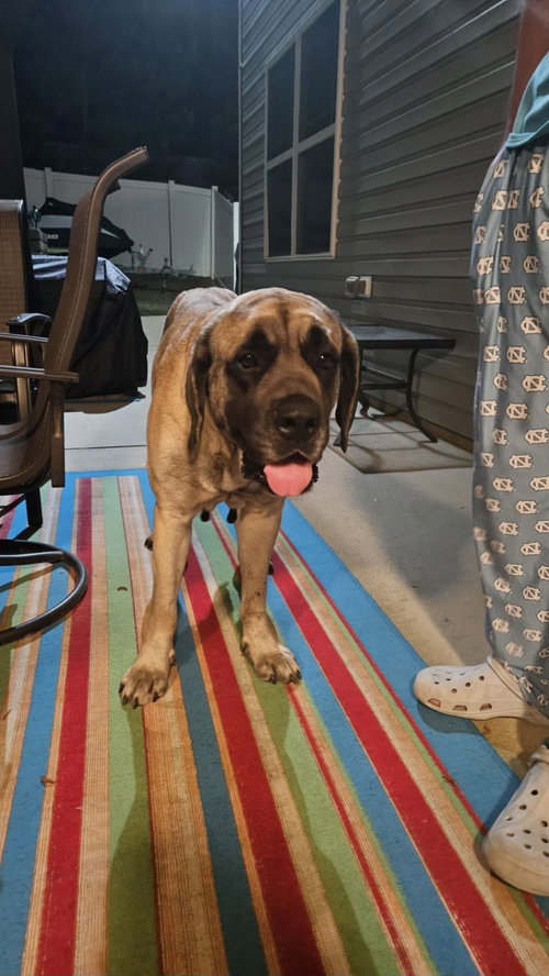 Sofia (aka Momma Mastiff)