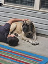 Sofia (aka Momma Mastiff)