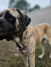 Sofia (aka Momma Mastiff)