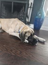 Sofia (aka Momma Mastiff)
