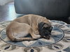 Sofia (aka Momma Mastiff)