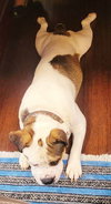 Patch