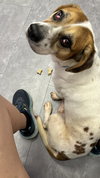 Milo