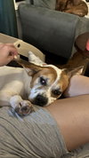 Milo