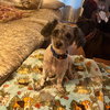Poppy