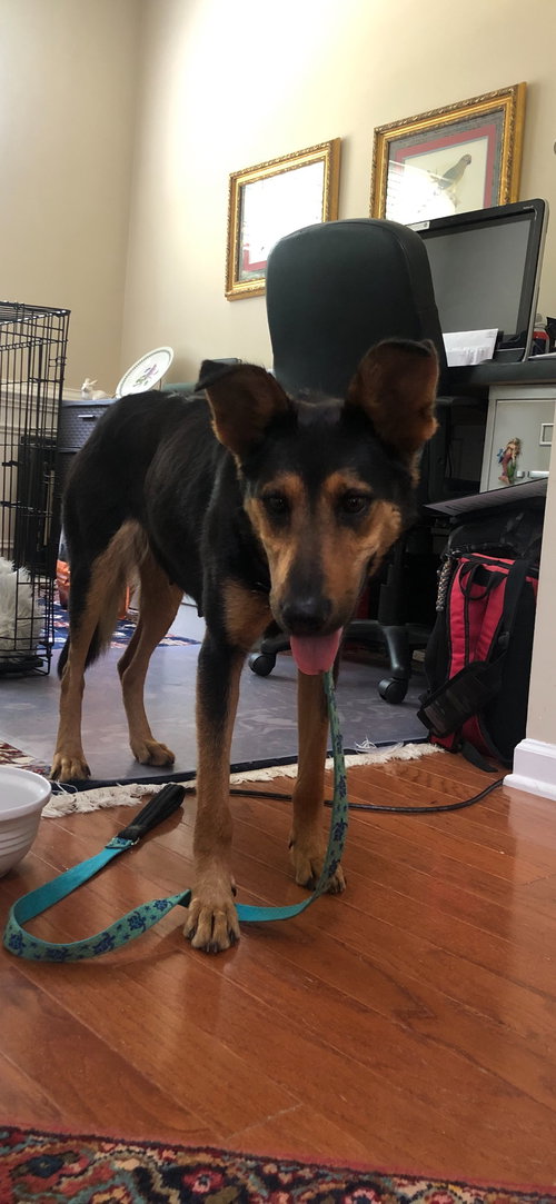 Maya