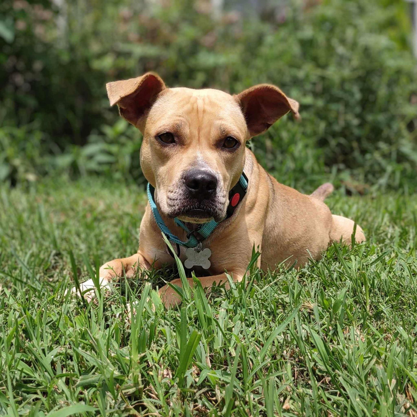 adoptable Dog in Holly Springs, NC named Daphne