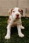 adoptable Dog in  named Ava - A Team Litter