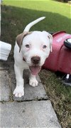 adoptable Dog in  named Ace - A Team Litter