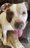 adoptable Dog in  named Juno