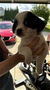 adoptable Dog in , NC named Charmander