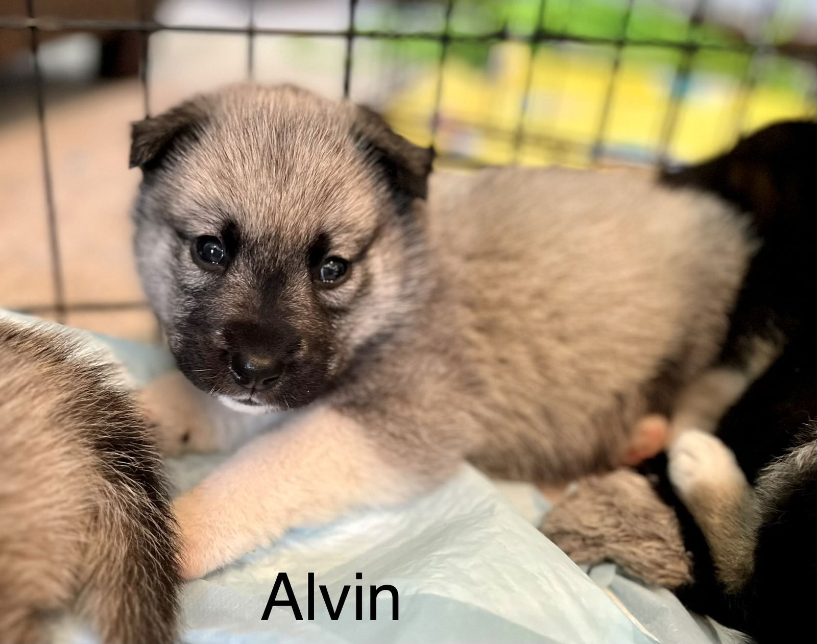 Dog for Adoption - Alvin, a Shepherd in Fort Bragg, NC | Alpha Paw