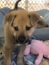 Simon