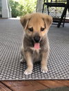 Simon