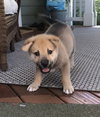 Simon