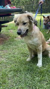 Sarabi