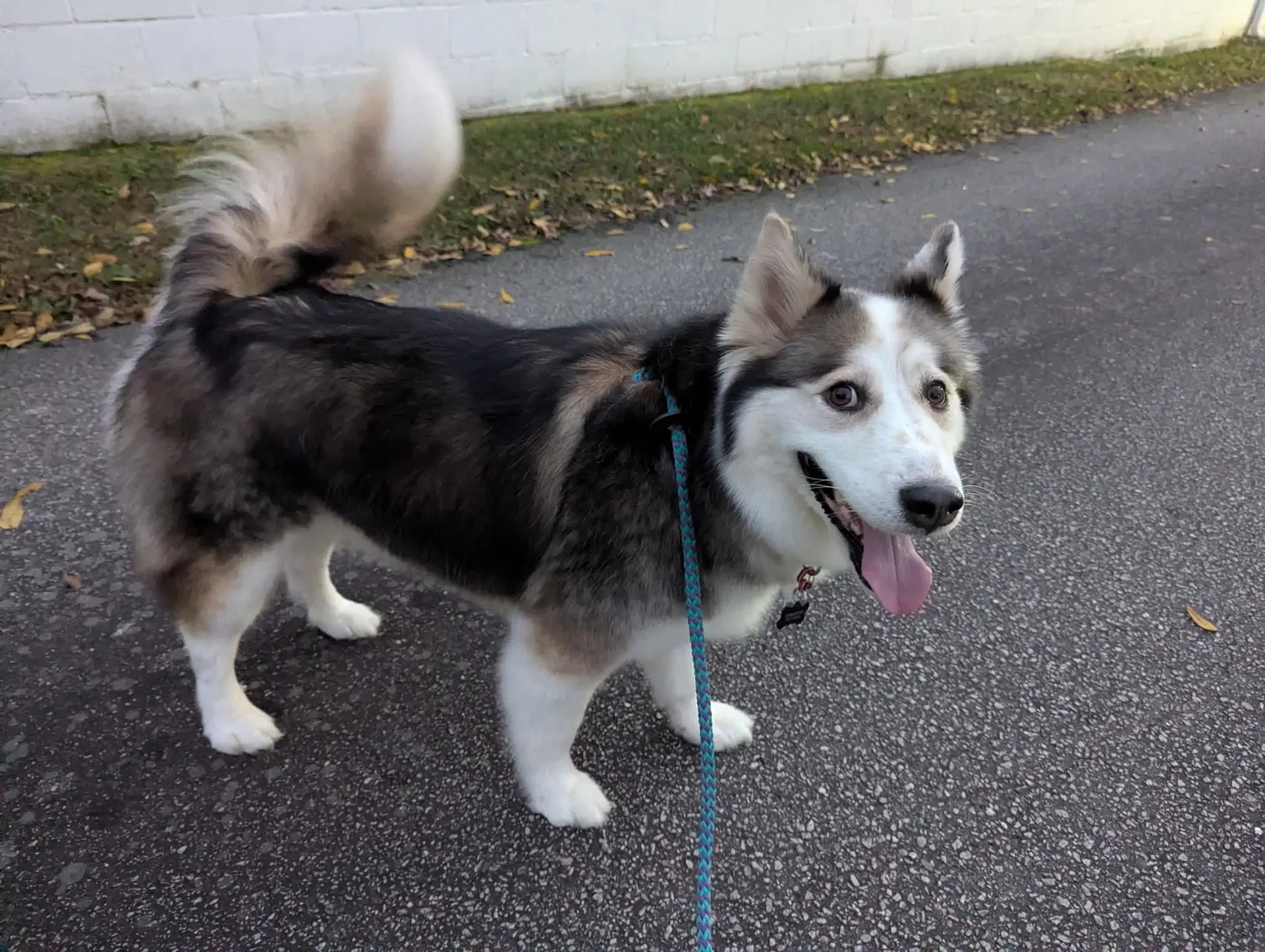 Luka - Siberian Husky