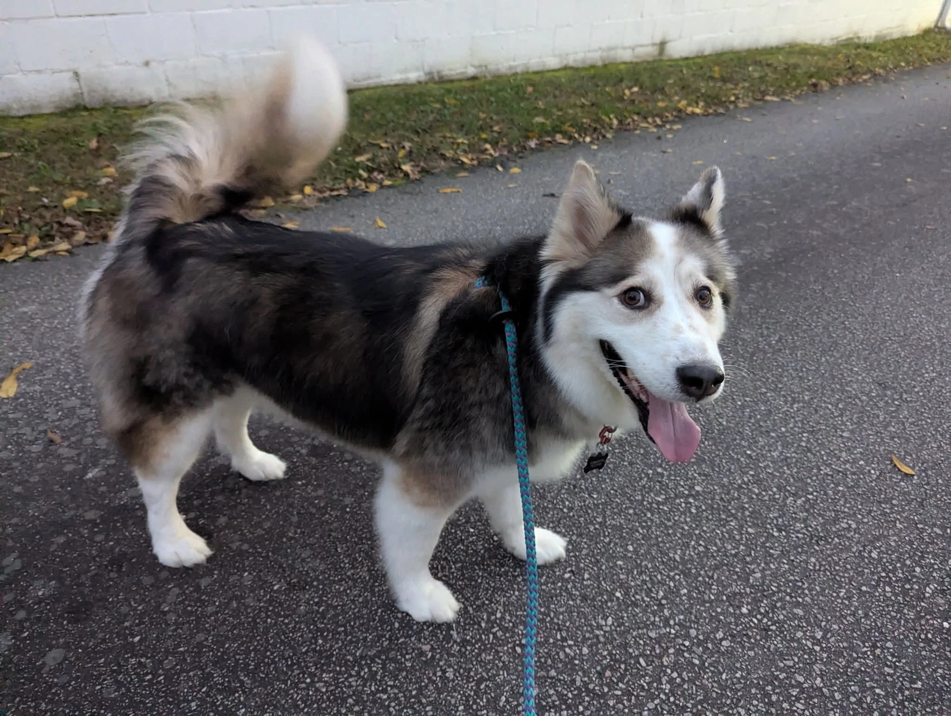 Luka