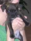 Linus