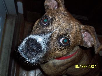 Gracie