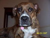Gracie