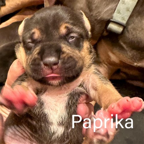 Paprika - Baked Potato Litter