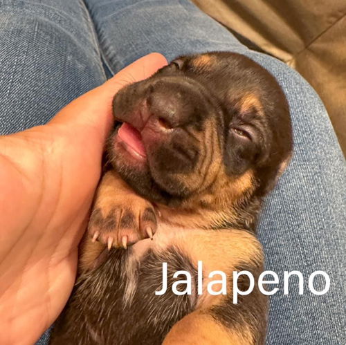 Jalapeño - Baked Potato Litter