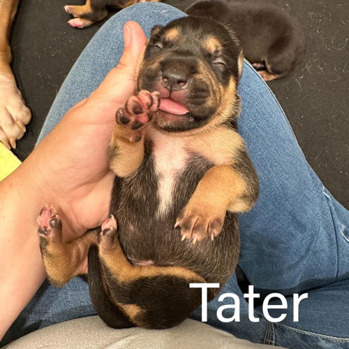 Tater - Baked Potato Litter