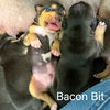 Bacon Bit - Baked Potato Litter