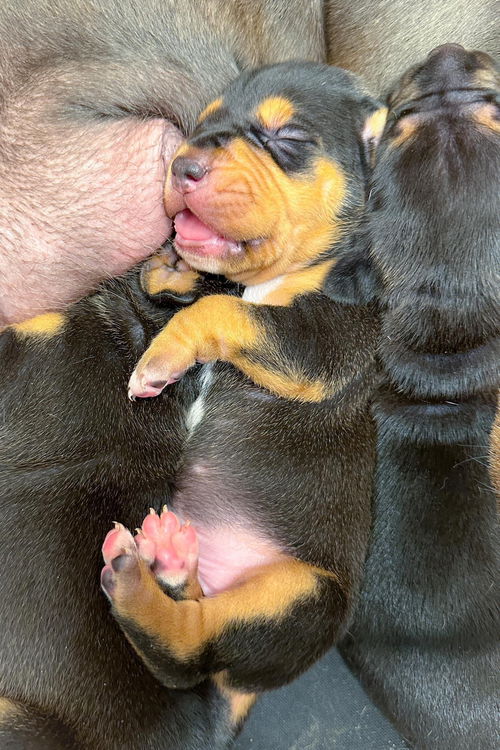 Bacon Bit - Baked Potato Litter