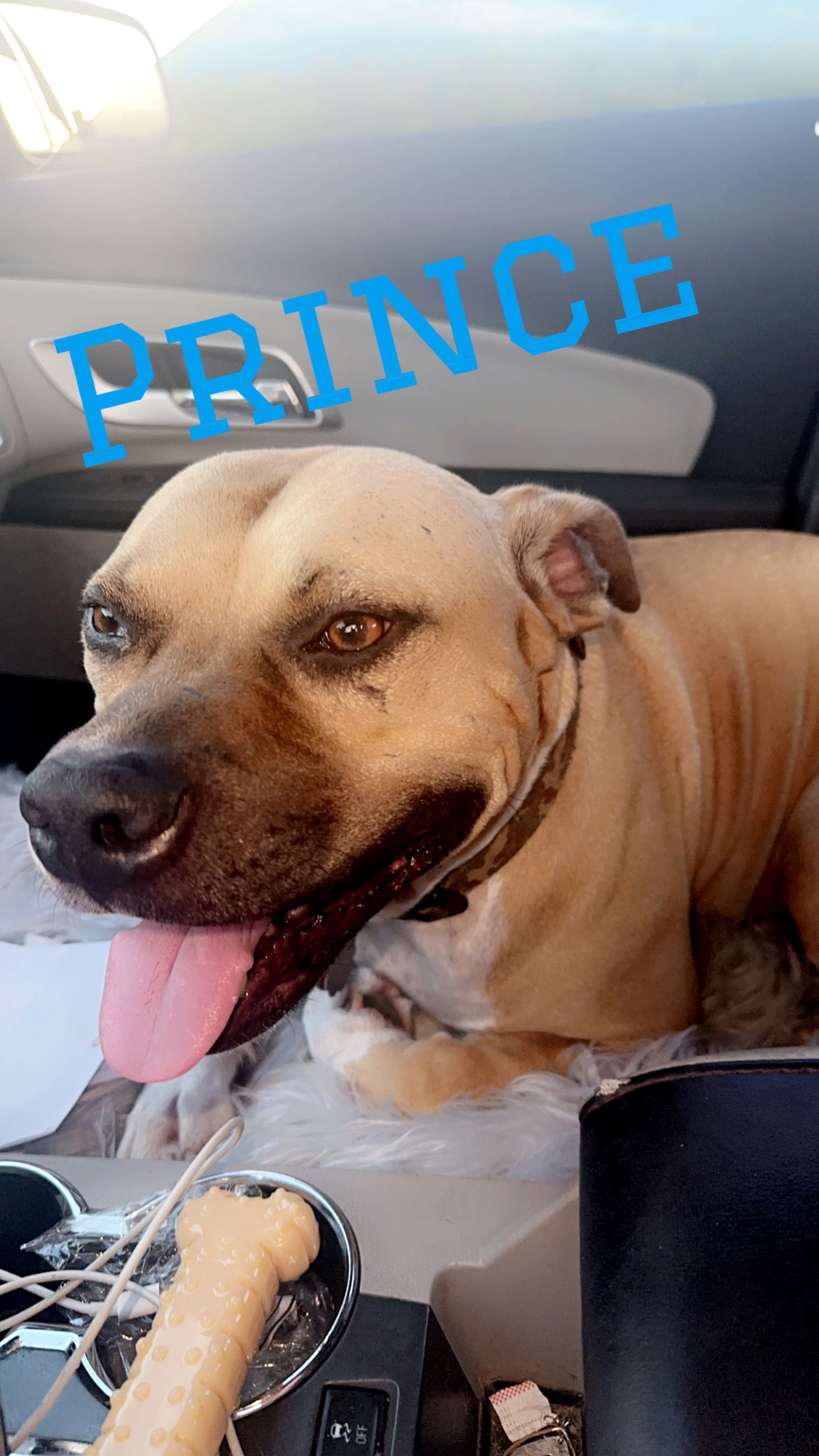 adoptable Dog in Holly Springs, NC named PRINCE