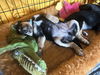 Jenkins - Parker Bryan Litter