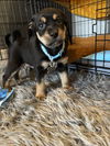 Jenkins - Parker Bryan Litter