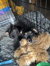 Jenkins - Parker Bryan Litter