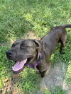 adoptable Dog in  named Renee - Fresh Start Family Law Litter Mama